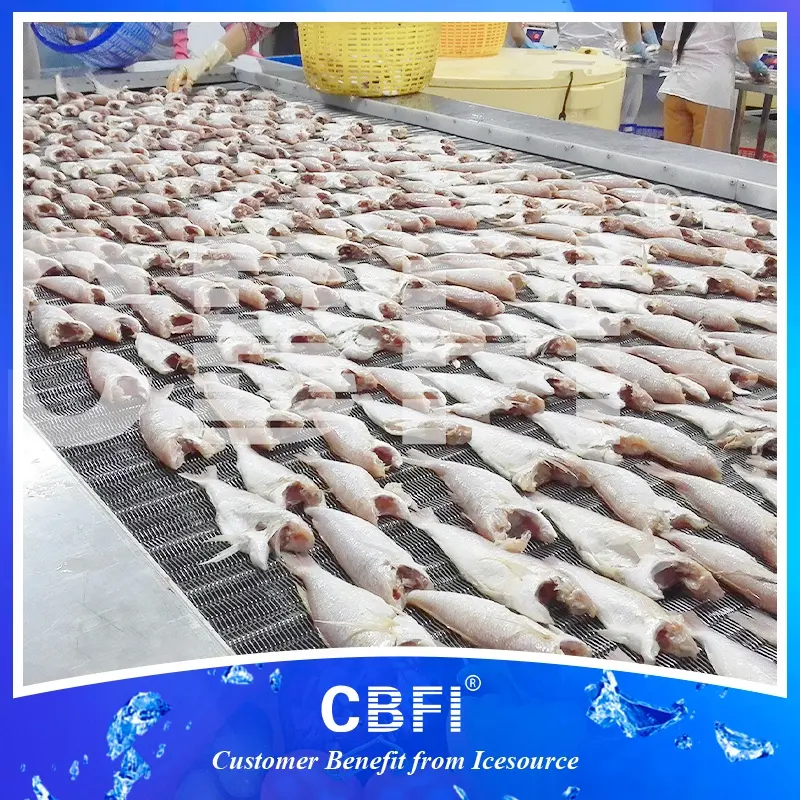 IQF cá cơm đường hầm tủ đông cho cá