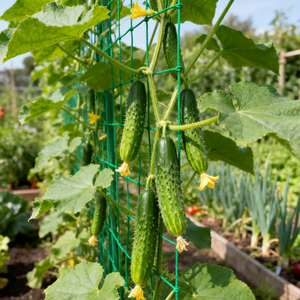 <span class=keywords><strong>Filet</strong></span> de treillis en plastique PP vert <span class=keywords><strong>Filet</strong></span> de support de légumes pour plantes grimpantes Rouleau 15*15cm - Product Image 3