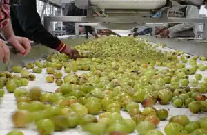 Sepenuhnya Otomatis dan Kompetitif Lini Produksi Buah Anggur dan Cuka Bahan Baku Apel/Anggur