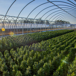 Invernadero de Túnel Metálico con Estructura de Polietileno para Agricultura, Suministro de Fábrica - Product Image 6