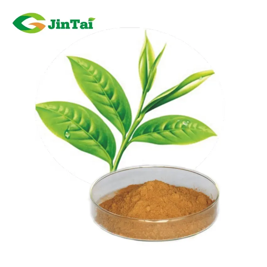 Green tea extract tea polyphenol 98%  l-theanine  epicatechin