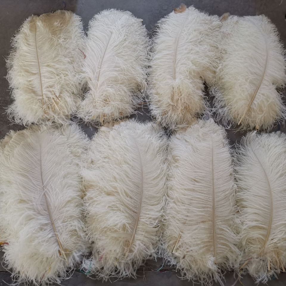 Japaneseプレイヤーの販売 オンラインショッピング 黒ダチョウの羽根飾り Alibaba Comでのjapaneseプレイヤーの販売