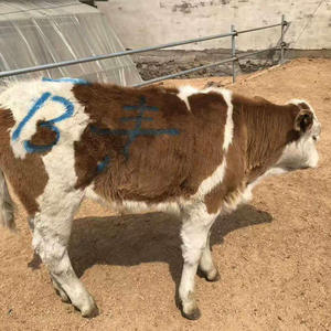 Factory Outlet New không thấm nước không phai thú y động vật đánh dấu <span class=keywords><strong>Crayon</strong></span> cơ thể đánh dấu <span class=keywords><strong>Crayon</strong></span> cho chăn nuôi - Product Image 6