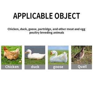 Chế phẩm sinh học chất lượng cao cho gà hỗn hợp phụ gia thức ăn giá rẻ ở dạng bột để cải thiện sức khỏe của gà - Product Image 4