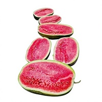 100% Potongan Semangka Beku IQF Alami Siap untuk Minuman & Hidangan Penutup
