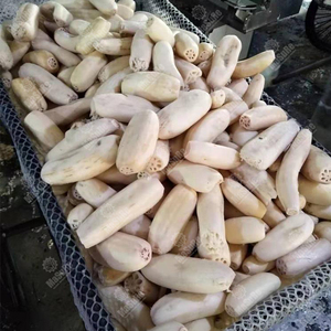 Máquina Peladora de Acero Inoxidable para Batata, Raíz de Loto, Ajo, Yuca, Jengibre, Zanahoria C01 - Product Image 3