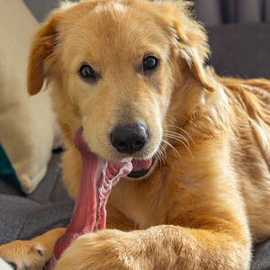 Cepillo de dientes para mascotas, juguete para masticar, hueso de perro Bitedog, envío directo desde EE. UU. - Product Image 1