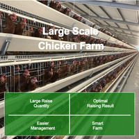 Cage à poules clé en main, modèle A-Frame, à batterie automatique pour pondeuses, avec conception de plan de configuration libre pour poulailler de 20 000 oiseaux