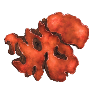 Оптовая продажа, натуральный органический 100% экстракт грибов антродии камфоры/порошок грибов антродии камфоры - Product Image 4