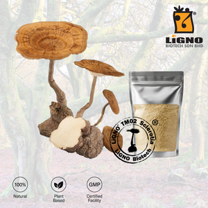 สารสกัดจากเห็ดนมเสือ LiGNO TM02 บริสุทธิ์สูง ชนิดผง สำหรับทำเครื่องดื่ม - Product Image 1