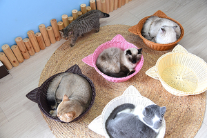 <span class=keywords><strong>Panier</strong></span> de rangement en rotin PP fait à la main, <span class=keywords><strong>panier</strong></span> en rotin en forme d'animal pour maison de <span class=keywords><strong>chien</strong></span> - Product Image 5