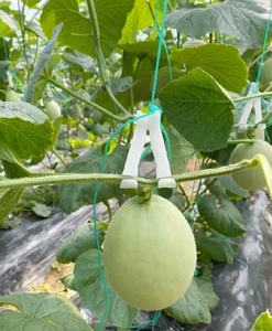 Crochets de suspension galvanisés pour serre, supports pour melons, pastèques et tomates, accessoires de fixation pour tiges - Product Image 2