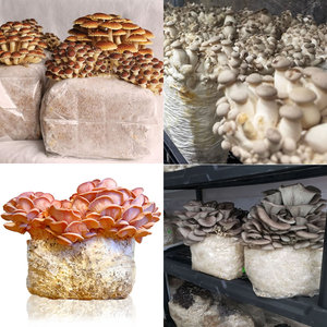 Sacs de culture de champignons personnalisés, sacs de culture carrés en PP pour les champignons shiitake et huître - Product Image 3