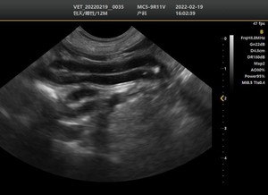 Suministro Directo de Fábrica Confiable, Ecógrafo Doppler Color Portátil DMSU08, Ecógrafo Veterinario para Animales Grandes y Pequeños - Product Image 4