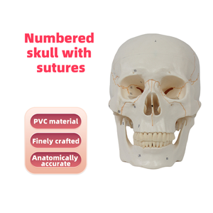 하이 퀄리티 20x14.5x17.5CM PVC 인간 두개골 모델 봉합사 의료 교육 및 과학 번호 - Product Image 2
