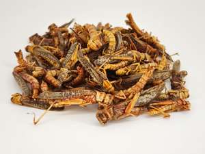 Atacado 100% Natural Alimento para Pequenos Animais Grilos Secos - Product Image 3