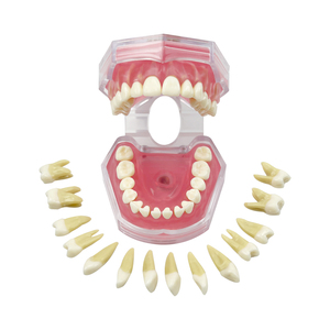 Modelo Dental Transparente con Raíz Dental Visible, Modelo de Tipodonto Dental con Dientes Extraíbles, Encías Suaves, Modelos de Práctica de Extracción Dental - Product Image 6