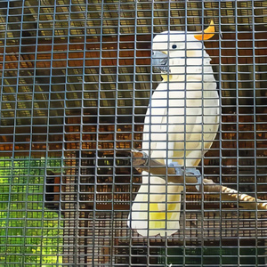 Low Price Galvanized <strong>Wire</strong> <strong>Mesh</strong> Roll Welded <strong>Wire</strong> <strong>Mesh</strong> Poultry <strong>Wire</strong> Netting Supplier - Product Image 4