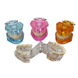 Modelo Dental Transparente de PVC para la Enseñanza de la Comunicación Médico-Paciente, Modelo de Restauración de Implantes Desmontable para Niños - Product Image 4