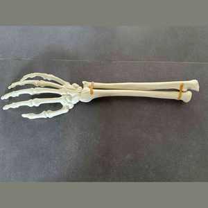 Modèle <span class=keywords><strong>de</strong></span> formation orthopédique gauche et <span class=keywords><strong>droite</strong></span> articulée pour <span class=keywords><strong>la</strong></span> <span class=keywords><strong>main</strong></span> et le poignet en mousse solide KyrenMed pour le forage en atelier - Product Image 4