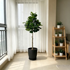 240cm Tall Fiddle-leaf fig – Eco-Friendly Plant for Wedding & Event Decoration - Product Image 3