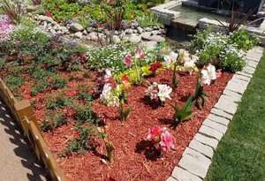 Paillis d'écorce <span class=keywords><strong>de</strong></span> <span class=keywords><strong>pin</strong></span> biologique blocs <span class=keywords><strong>de</strong></span> copeaux <span class=keywords><strong>de</strong></span> bois écologiques colorés sciure <span class=keywords><strong>de</strong></span> bois pour paysage vert ornement <span class=keywords><strong>de</strong></span> jardin extérieur - Product Image 3