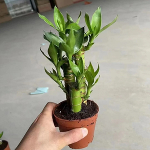Bambou porte-bonheur <span class=keywords><strong>Dracaena</strong></span> Sanderiana, variétés mixtes, différentes tailles, plante d'intérieur hydroponique en pot, artisanale, pour Noël et la remise des diplômes - Product Image 2
