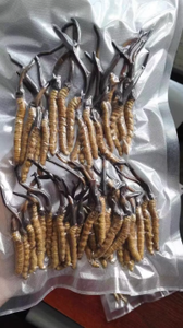 Harga grosir ekspor <span class=keywords><strong>Cordyceps</strong></span> liar curah Sinensis herbal <span class=keywords><strong>Tibet</strong></span> <span class=keywords><strong>cordyceps</strong></span> - Product Image 6