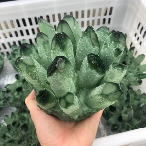 Cristallo di Quarzo <span class=keywords><strong>Fantasma</strong></span> Verde Naturale all'Ingrosso, Ecologico, Lucidato, per Decorazioni Matrimoniali e Cristalloterapia Fai-da-Te - Product Image 2
