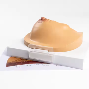 Modelo Anatómico de Seno Femenino de Plástico Médico YULIN - Ayuda de Entrenamiento para Ciencias Médicas - Product Image 5