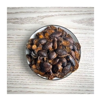 Lot de 50 sachets de qualité alimentaire, 100% Pure, repas en forme de ver ou de cafard, aliments pour animaux séchés