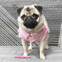 JXANRY Tide marque Teddy Fado Corgi lavage veste en jean printemps/été marée marque chien gilet pet chien veste vêtements