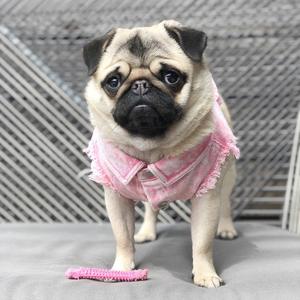 JXANRY Tide marca Teddy <span class=keywords><strong>Fado</strong></span> Corgi lavado chaqueta de mezclilla primavera/verano marea marca perro chaleco mascota perro chaqueta ropa - Product Image 4