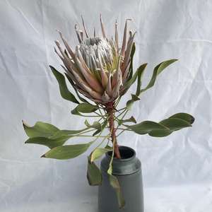 Flores secas DIY con materiales multicolores Protea en stock al por mayor a bajo <span class=keywords><strong>precio</strong></span> - Product Image 6