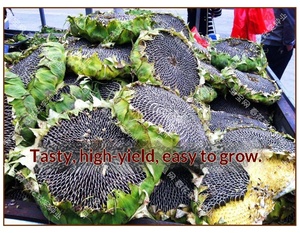 Graines <span class=keywords><strong>de</strong></span> tournesol et <span class=keywords><strong>de</strong></span> <span class=keywords><strong>melon</strong></span> séchées comestibles <span class=keywords><strong>en</strong></span> vrac pour légumes <span class=keywords><strong>en</strong></span> <span class=keywords><strong>pot</strong></span> printemps-été, haute résistance à la sécheresse - Product Image 3