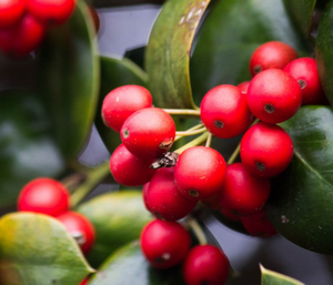 Aman Kesehatan Terbaik <span class=keywords><strong>blushwood</strong></span> <span class=keywords><strong>berry</strong></span> ekstrak bubuk <span class=keywords><strong>blushwood</strong></span> <span class=keywords><strong>berry</strong></span> buah EBC-46 - Product Image 2