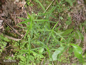 純粋な天然<span class=keywords><strong>Hedyotis</strong></span>拡散エキスパウダーOldenlandia拡散<span class=keywords><strong>Hedyotis</strong></span>ハーブエキスパウダー - Product Image 3