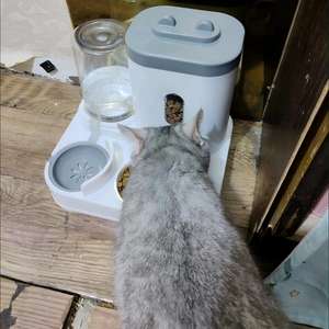 <span class=keywords><strong>Distributeur</strong></span> Automatique 2-en-1 de Nourriture et d'<span class=keywords><strong>Eau</strong></span> pour Animaux de Compagnie, en Plastique, Grande Capacité, Fontaine à Boire pour Chiens et Chats - Vente en Gros Usine - Product Image 6