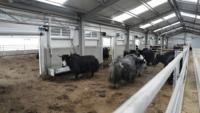Bâtiment préfabriqué en structure métallique pour poulailler, bergerie, élevage de moutons et chèvres, hangar pour vaches laitières, ferme d'élevage de bétail