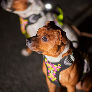 ชุดสายจูงสัตว์เลี้ยงแบบเป็นมิตรต่อสิ่งแวดล้อม สีขาวหลากสี พร้อมป้ายชื่อสัตว์เลี้ยง สายรัดอกแบบทนทาน สายจูงพร้อมหัวเข็มขัดโลหะ สำหรับสัตว์เลี้ยงขนาดเล็กถึงขนาดกลาง - Product Image 4