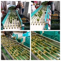 Kersen sorteermachine met roestvrijstalen rollers voor passievrucht, pruim, jujube, sinaasappel en kleine bessen.