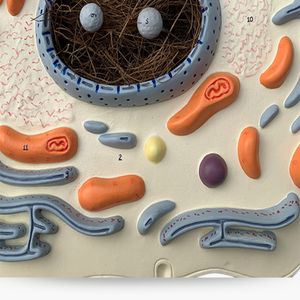 Modelo de células animales 2000 veces Maginification Hospital Biología Escuela Material didáctico Estudiante Aprendizaje de Ciencias Médicas - Product Image 6