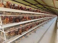 Nouvelle Cage à Batteries de Type A à 3 Niveaux pour Poules Pondeuses, 96 Poules, en Acier Galvanisé, Haute Capacité, Conception Peu Encombrante, Automatique, Vente Directe Usine