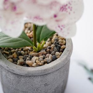 Orchidee finte Orquideas artificiale Real Touch Vivid Orchid Phalaenopsis pianta <span class=keywords><strong>orchidea</strong></span> artificiale fiori piante <span class=keywords><strong>con</strong></span> <span class=keywords><strong>vaso</strong></span> - Product Image 5