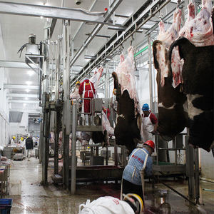 Máquina de Línea de Sacrificio Halal Musulmana de Acero Inoxidable para 100 Ganado por Día, con Bomba de Motor de Alta Eficiencia, ISO9001 - Product Image 5