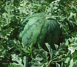 Fertilizante de base para agricultura agrícola, <span class=keywords><strong>biocontrol</strong></span> para plantas, promueve el enraizamiento de plantas de cultivo - Product Image 1