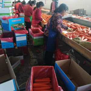 Shangji — fournitures de <span class=keywords><strong>légumes</strong></span> frais, carottes rouges, nouvelle saison, en chine, 2020 - Product Image 4
