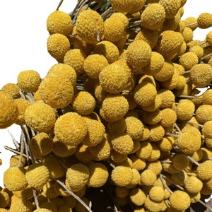 Arreglos de ramo de Plantas secas G50 decorar Craspedia Natural Globosa flores secas amarillo Billy botones bolas ramo - Product Image 5