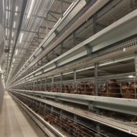 Nouvelle cage automatique de type H pour poules pondeuses à vendre à bas prix avec composant moteur central pour les industries de vente au détail