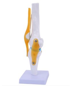 Modelo anatómico de la articulación de la <span class=keywords><strong>rodilla</strong></span> del <span class=keywords><strong>esqueleto</strong></span> <span class=keywords><strong>humano</strong></span> de tamaño real de anatomía médica - Product Image 3